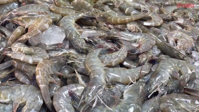 🦐 เสริมภูมิคุ้มกันกุ้งด้วยสารจากไดอะตอมทะเล ทางเลือกใหม่เพื่อการเลี้ยงกุ้งอย่างยั่งยืน